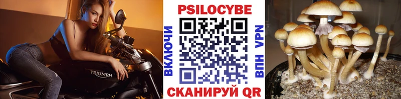 Купить  Княгинино  Галлюциногенные грибы мицелий 